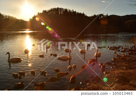 在福島縣大江的天鵝 105013465