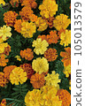 Marigold  105013579