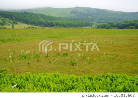 Marshland flower 105013608