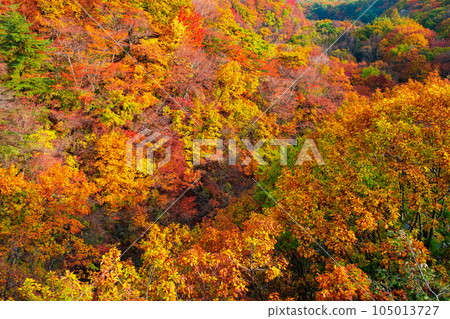 八幡平、松川溪谷的紅葉(森大橋附近) 八幡平、松川溪谷的紅葉(森大橋附近) 105013727
