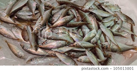 There is a lot of small horse mackerel 105013801
