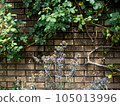 常春藤爬牆 105013996