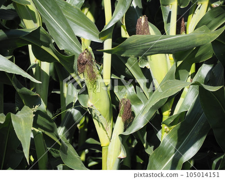 Corn Corn 105014151