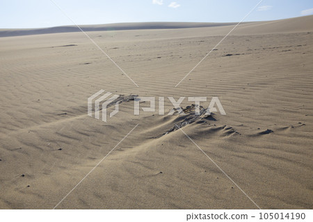 Tottori Sand Dunes in a hot summer morning Tottori Prefecture Tottori Sand Dunes 105014190