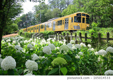 A Seibu Railway train going through Annabelle Blooming Green Park 105014533