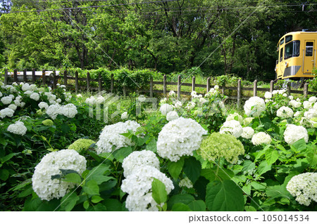 Seibu Railway's yellow train going through a park where Annabelle blooms 105014534