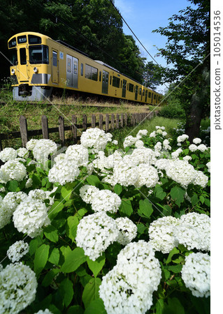 White hydrangea and yellow Seibu Railway train White hydrangea and yellow Seibu Railway train 105014536