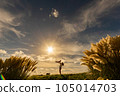 Silhouette parent and child of pampas grass and sunset 105014703