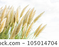 pampas grass stretching into the sky 105014704