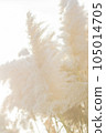 fluffy pampas grass 105014705