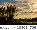 Pampas grass dyed in the sunset Morikoro Park 105014706