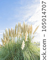 Pampas glas shines in the blue sky 105014707