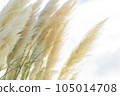Pampas glass swaying in the wind 105014708