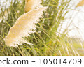 Pampas glass swaying in the wind 105014709