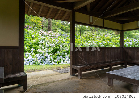 Kyoto Maizuru Maizuru Nature and Culture Garden Hydrangea Garden Kyoto Maizuru Maizuru Nature and Culture Garden Hydrangea Garden 105014863