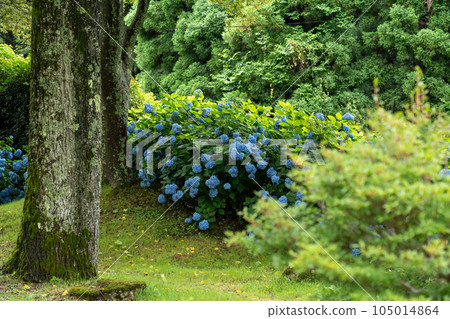 Kyoto Maizuru Maizuru Nature and Culture Garden Hydrangea Garden Kyoto Maizuru Maizuru Nature and Culture Garden Hydrangea Garden 105014864