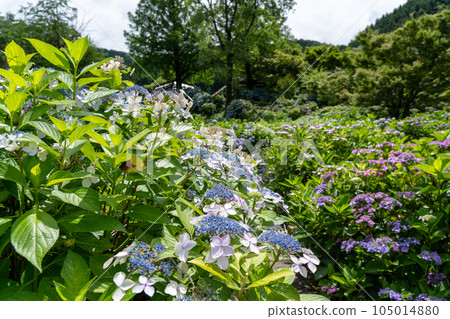 Kyoto Maizuru Maizuru Nature and Culture Garden Hydrangea Garden Kyoto Maizuru Maizuru Nature and Culture Garden Hydrangea Garden 105014880