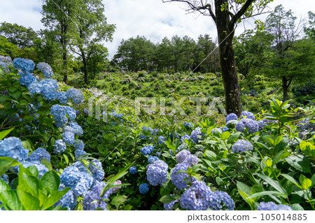 Kyoto Maizuru Maizuru Nature and Culture Garden Hydrangea Garden Kyoto Maizuru Maizuru Nature and Culture Garden Hydrangea Garden 105014885