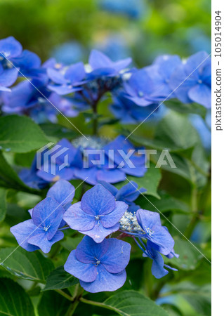 Kyoto Maizuru Maizuru Nature and Culture Garden Hydrangea Garden 105014904