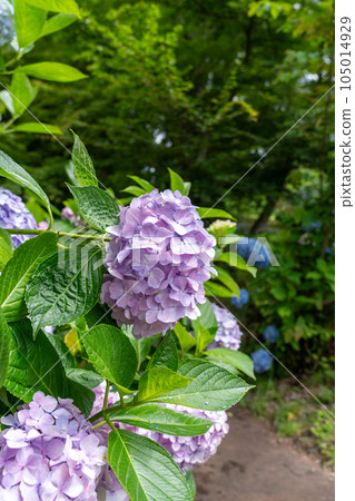 Kyoto Maizuru Maizuru Nature and Culture Garden Hydrangea Garden 105014929