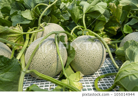 Melon field near harvest 105014944