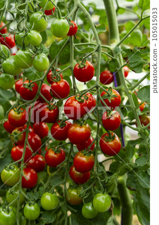 A field of fresh and delicious red cherry tomatoes A field of fresh and delicious red cherry tomatoes 105015033
