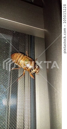 Cicada larva climbing the screen door to emerge Cicada larva climbing the screen door to emerge 105015228