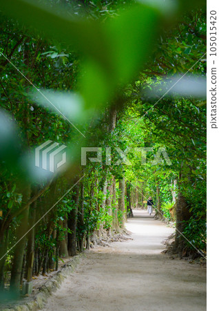 Okinawa Bise Fukugi Namiki 105015420