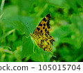蝴蝶 105015704