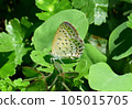 蝴蝶 105015705
