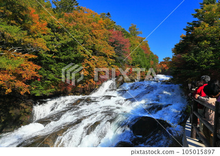 [栃木縣]龍頭瀑布的紅葉 105015897