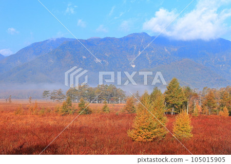 [Tochigi Prefecture] Autumn leaves of Senjogahara grass in the morning sun 105015905