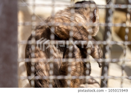 Hyogo Himeji Himeji Zoo Tufted capuchin monkey 105015949
