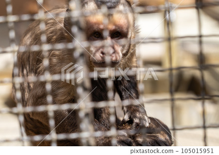 Hyogo Himeji Himeji Zoo Tufted capuchin monkey 105015951