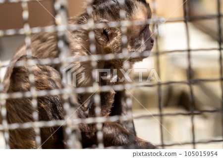 Hyogo Himeji Himeji Zoo Tufted capuchin monkey 105015954