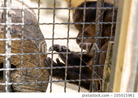 兵庫縣 姬路 姬路動物園 簇絨卷尾猴 105015961