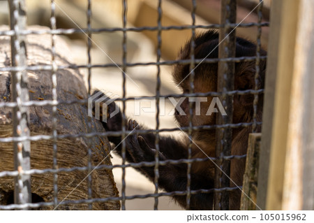 兵庫縣 姬路 姬路動物園 簇絨卷尾猴 兵庫縣 姬路 姬路動物園 簇絨卷尾猴 105015962