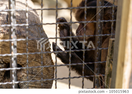 兵庫縣 姬路 姬路動物園 簇絨卷尾猴 105015963