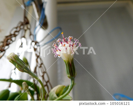 綠色項鍊花 綠色項鍊花 105016121