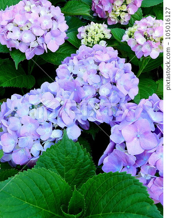 Hydrangea Hydrangea Gorgeous and beautiful Hydrangea Hydrangea Gorgeous and beautiful 105016127