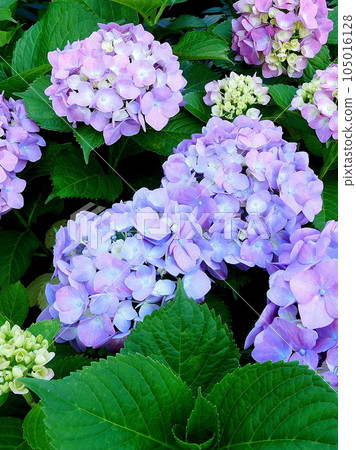 Hydrangea Hydrangea Gorgeous and beautiful Hydrangea Hydrangea Gorgeous and beautiful 105016128