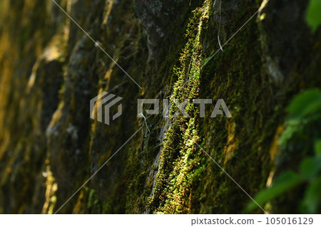 Mossy wall with light Mossy wall with light 105016129