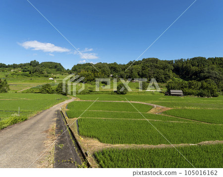 飛鳥村稻淵梯田綠意盎然 105016162