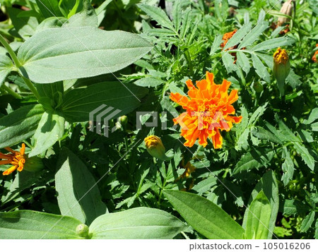 Marigolds blooming in the flower bed 105016206