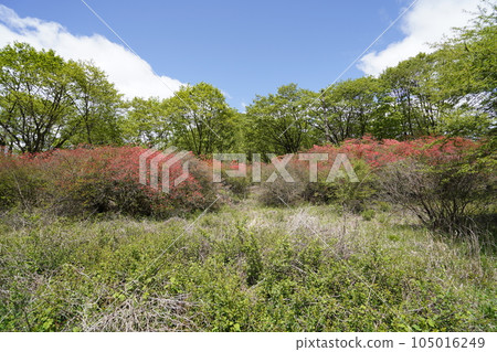 Haruna Kogen From Yusuge Road around the mountain side to the east, Rhododendron azalea beginning to bloom May 24, 2023 Haruna Kogen From Yusuge Road around the mountain side to the east, Rhododendron azalea beginning to bloom May 24, 2023 105016249