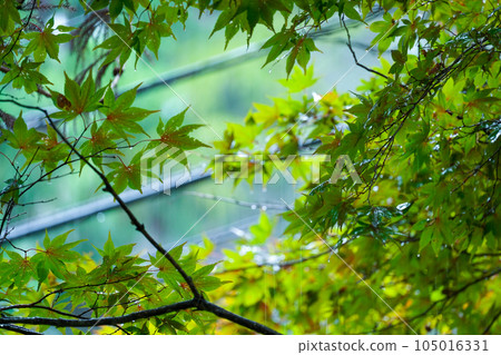 Scenery with fresh green maple 105016331