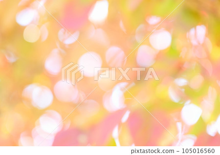 Out-of-focus dogwood leaves that have begun to color [Bokeh] [Blur] 105016560