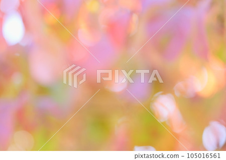 Out-of-focus dogwood leaves that have begun to color [Bokeh] [Blur] 105016561