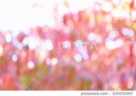 Out-of-focus of autumn leaves of dogwood [Bokeh] [Blur] 105016567