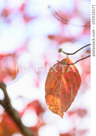 山茱萸秋葉特寫【空背】 105016571